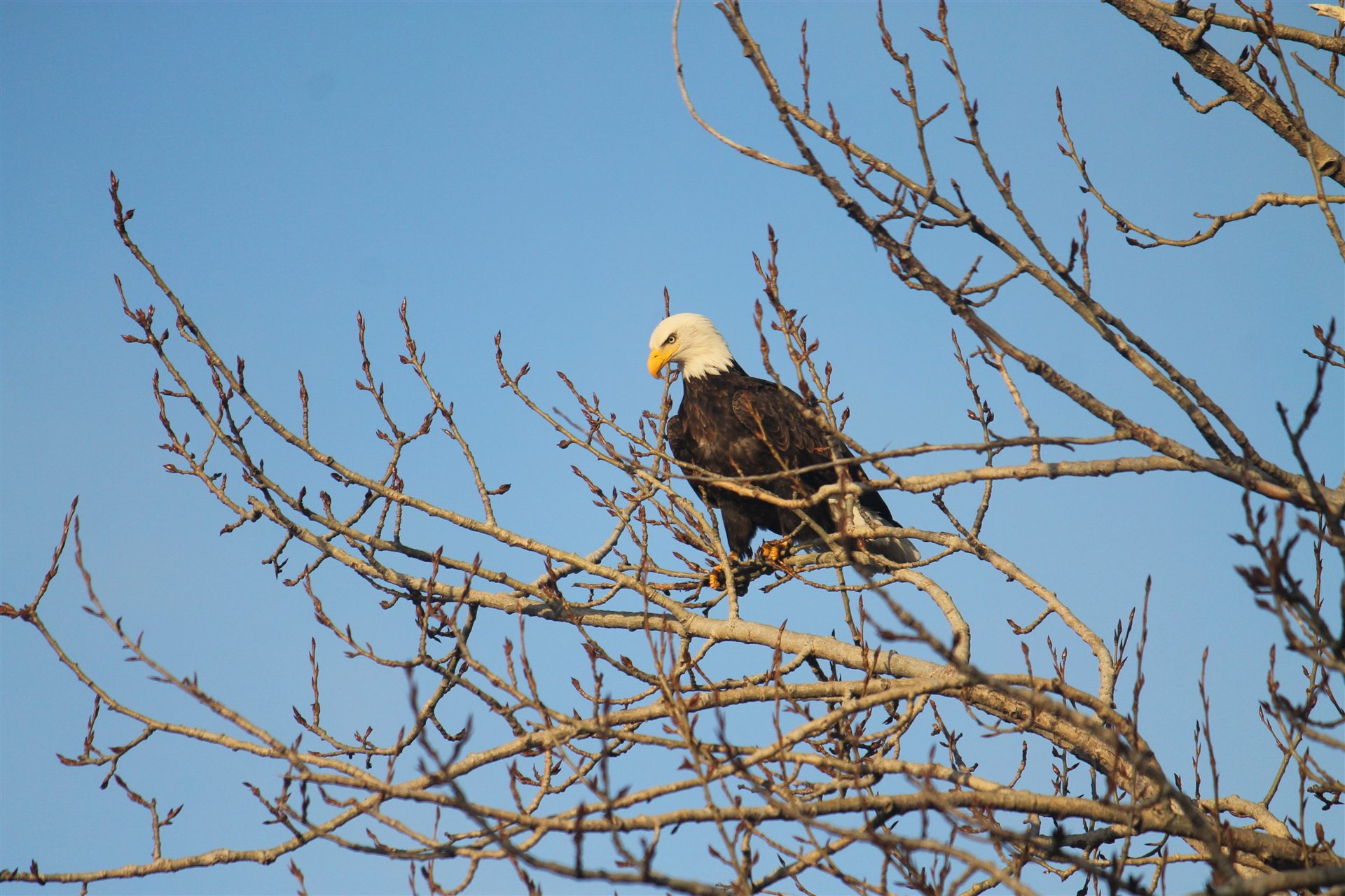 Harrison · Bald eagle